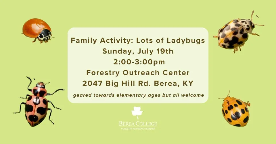 Family Activity: Lots of Ladybugs