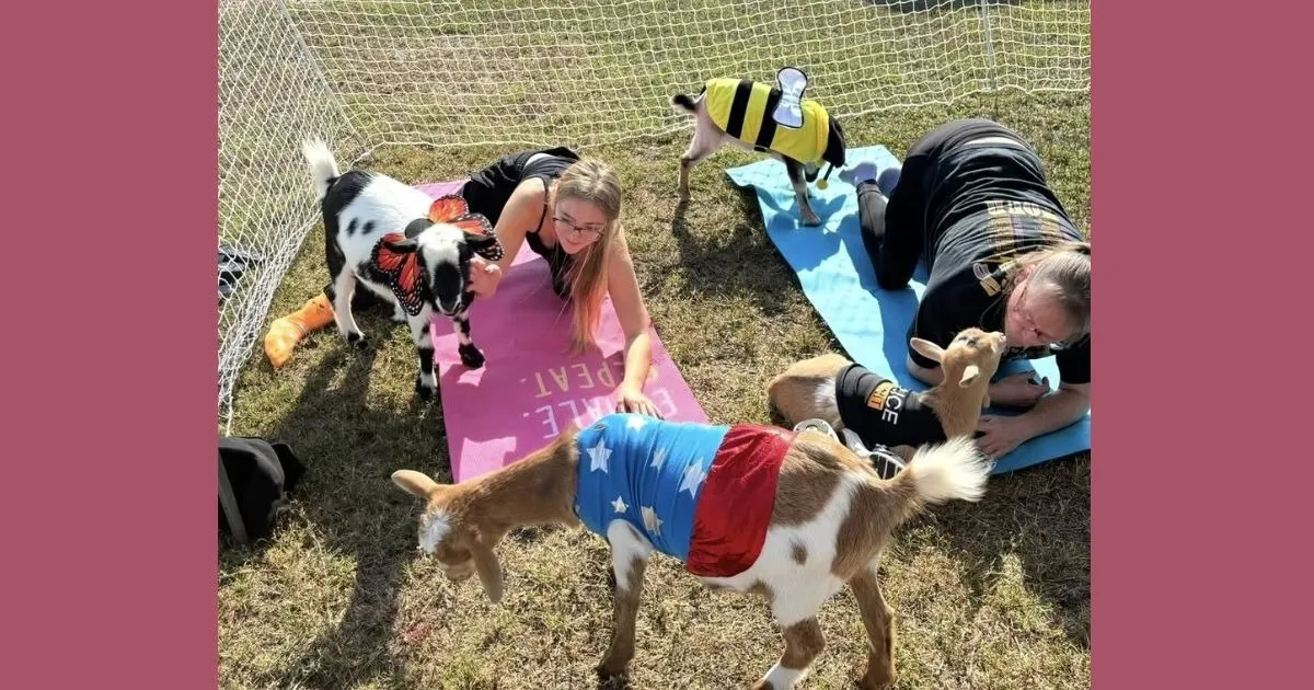 Halloween Baby Goat Yoga at the Farm