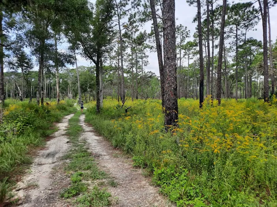 Wandering Wednesdays - Chinsegut Nature Center Loop