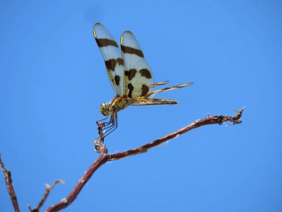 Single Event Dragonflies of Pond & Meadow Fri., June 26, 11AM & Sat., June 27, 1PM at the Sterling Nature Center