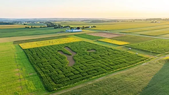 Corn Maze @ Keuka Harvest 