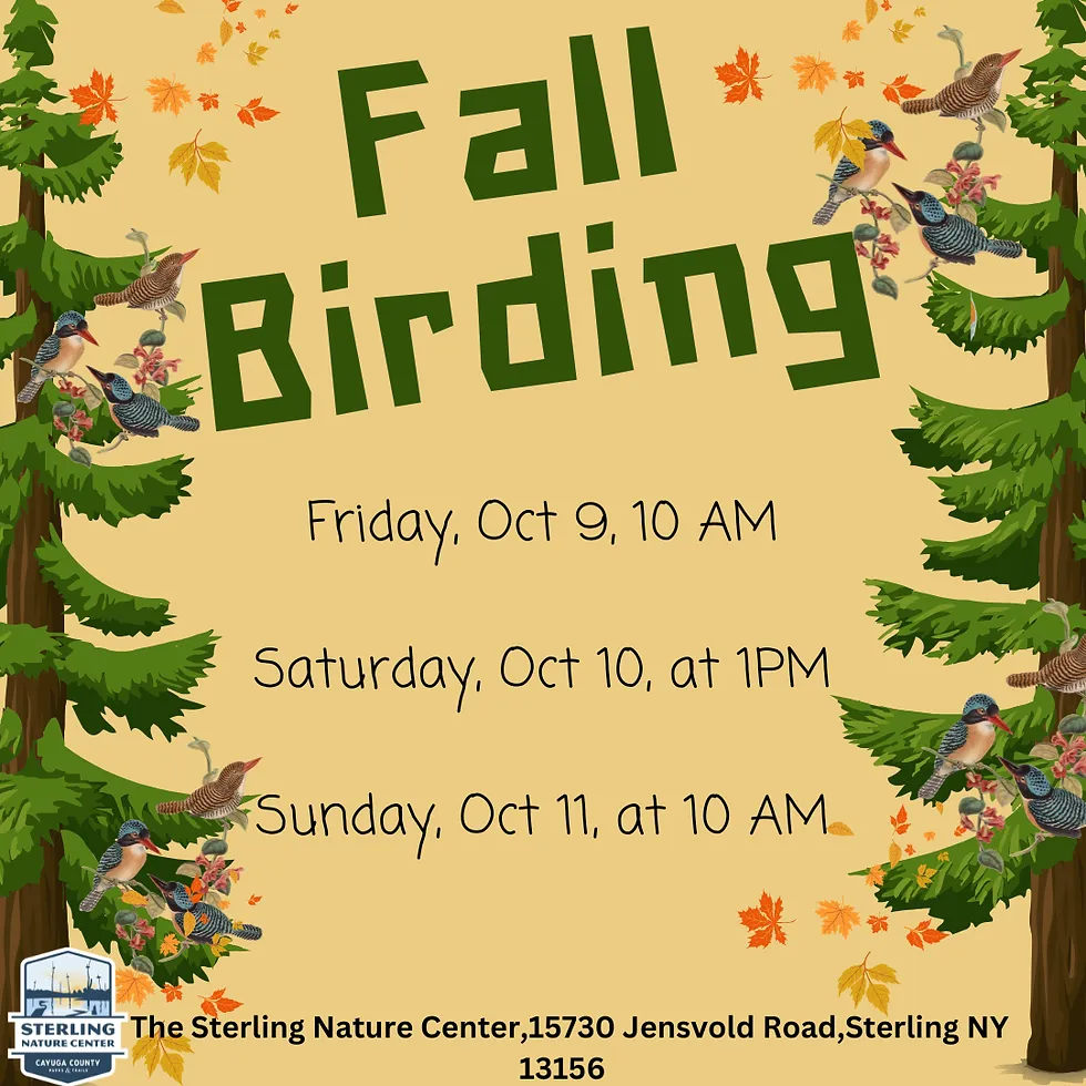 Fall Birding
