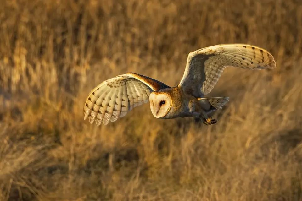 Barn Owls on the Hunt - National Geographic LIVE