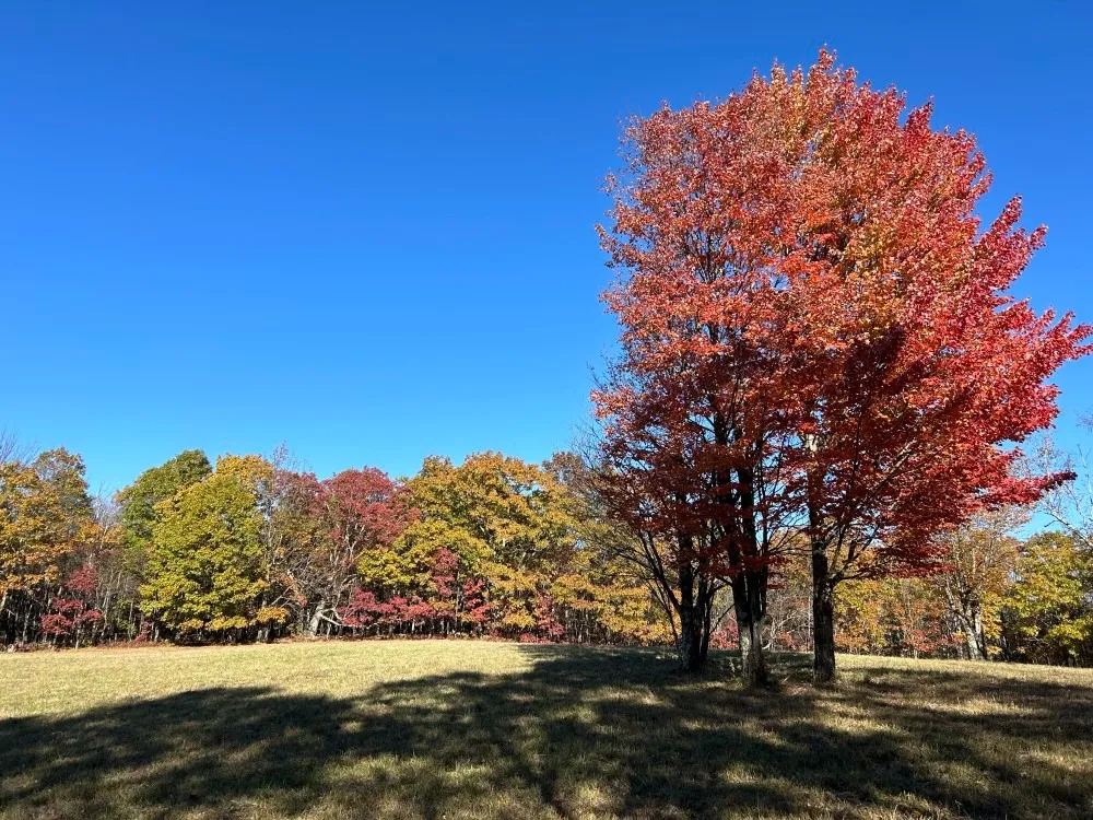 Settles Mountain Nature Preserve