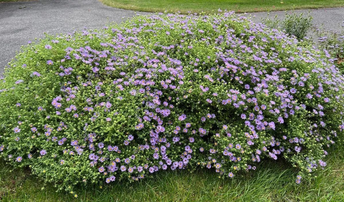 Nobel Garden Tour