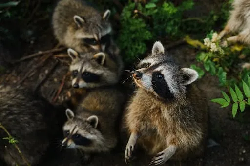 Exploring Our Wild Cities - National Geographic LIVE