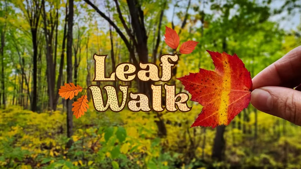 Leaf Walk
