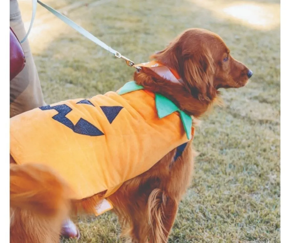 Barks & BOOze