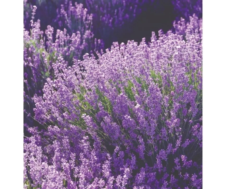 Edible Elegance - Medicinal Plants for Stunning Gardens