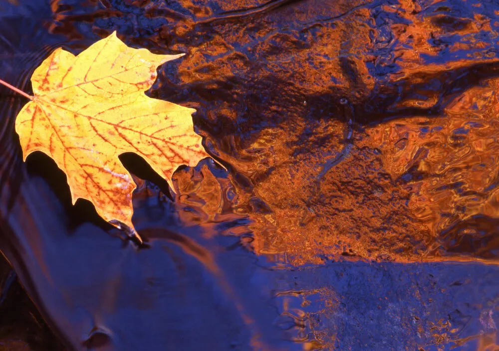 Fall Hike