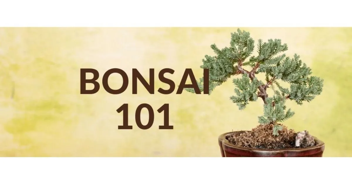 Bonsai 101 Workshop