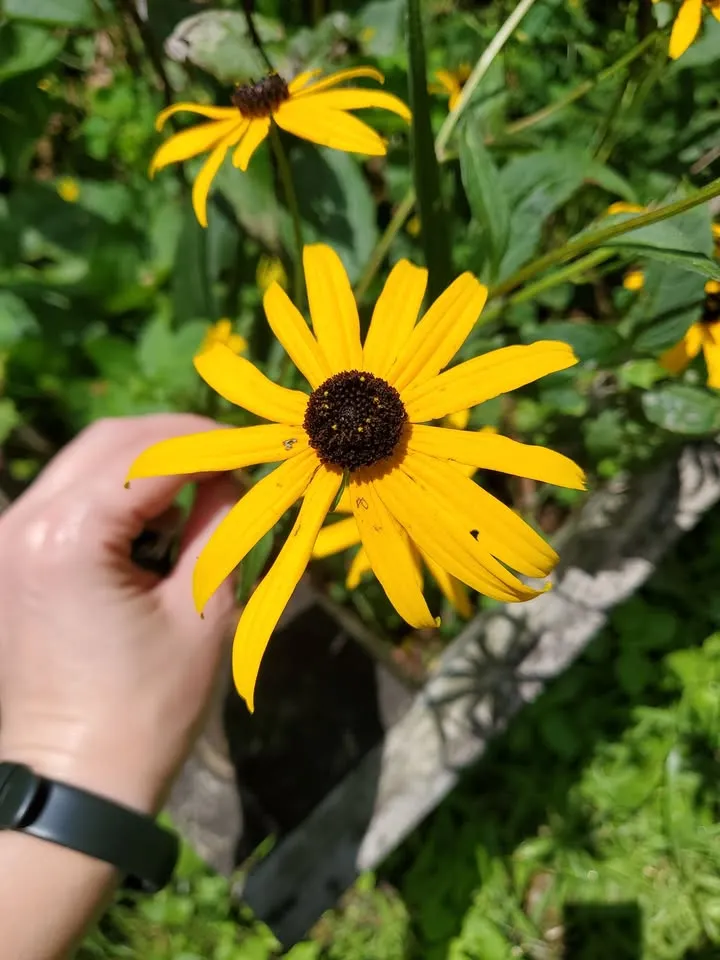 Nature in Your Own Backyard