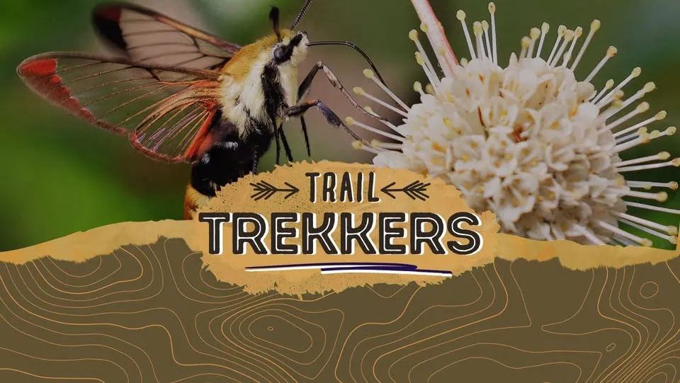 Trail Trekkers: Pollinators