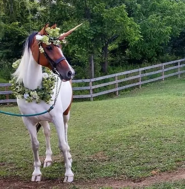 Celtic Valley Carriage & Farm