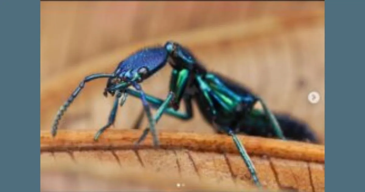 Bug Photography by Nathan Harness