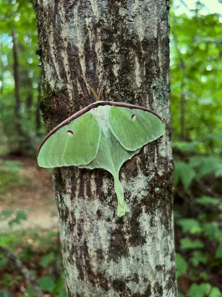 Ask the Naturalist