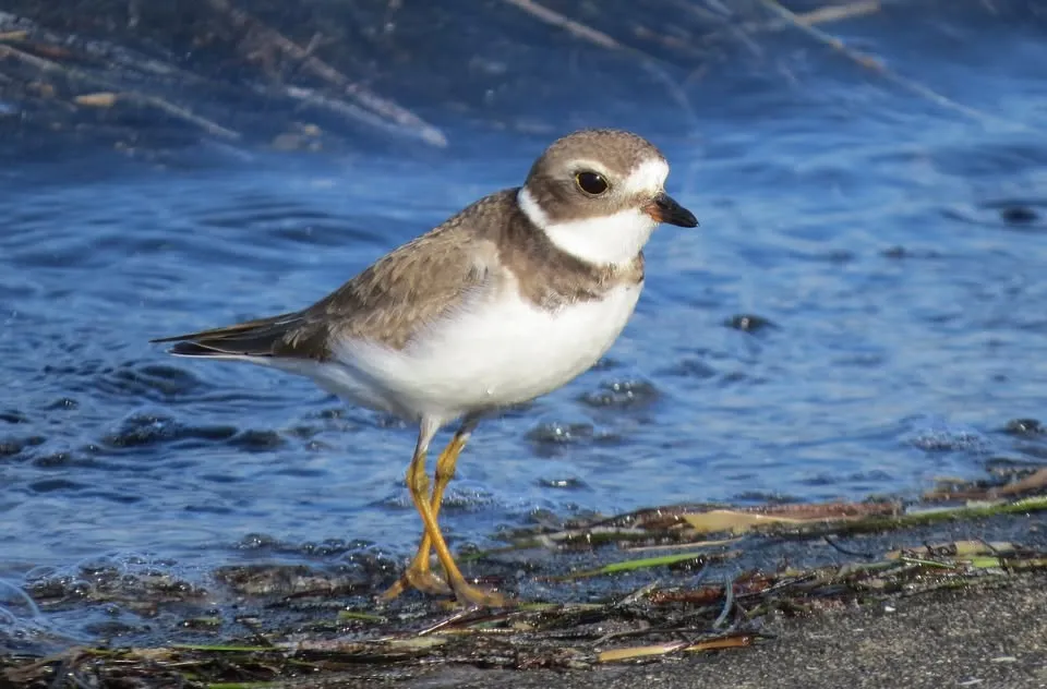 Birding Trip to Pine Island and Bayport Parks