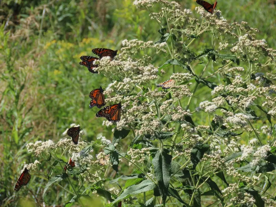 Single Event Monarch Migration and Tagging Workshop at the Sterling Nature Center