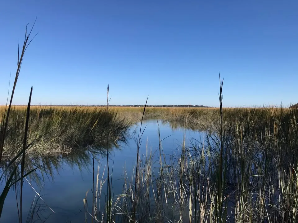 Roots in The Rushes: Ecological Excursion