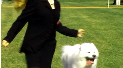 Florida Gulf Coast Clusters Dog Show
