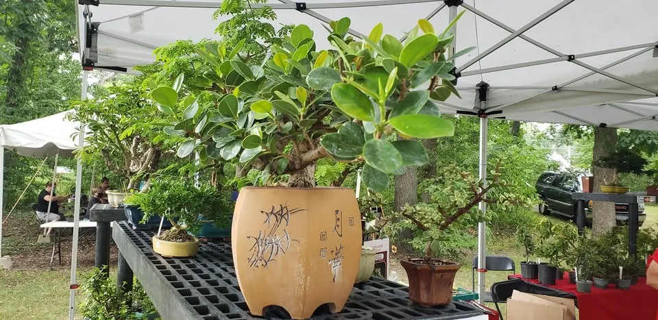 Michiana Bonsai Show