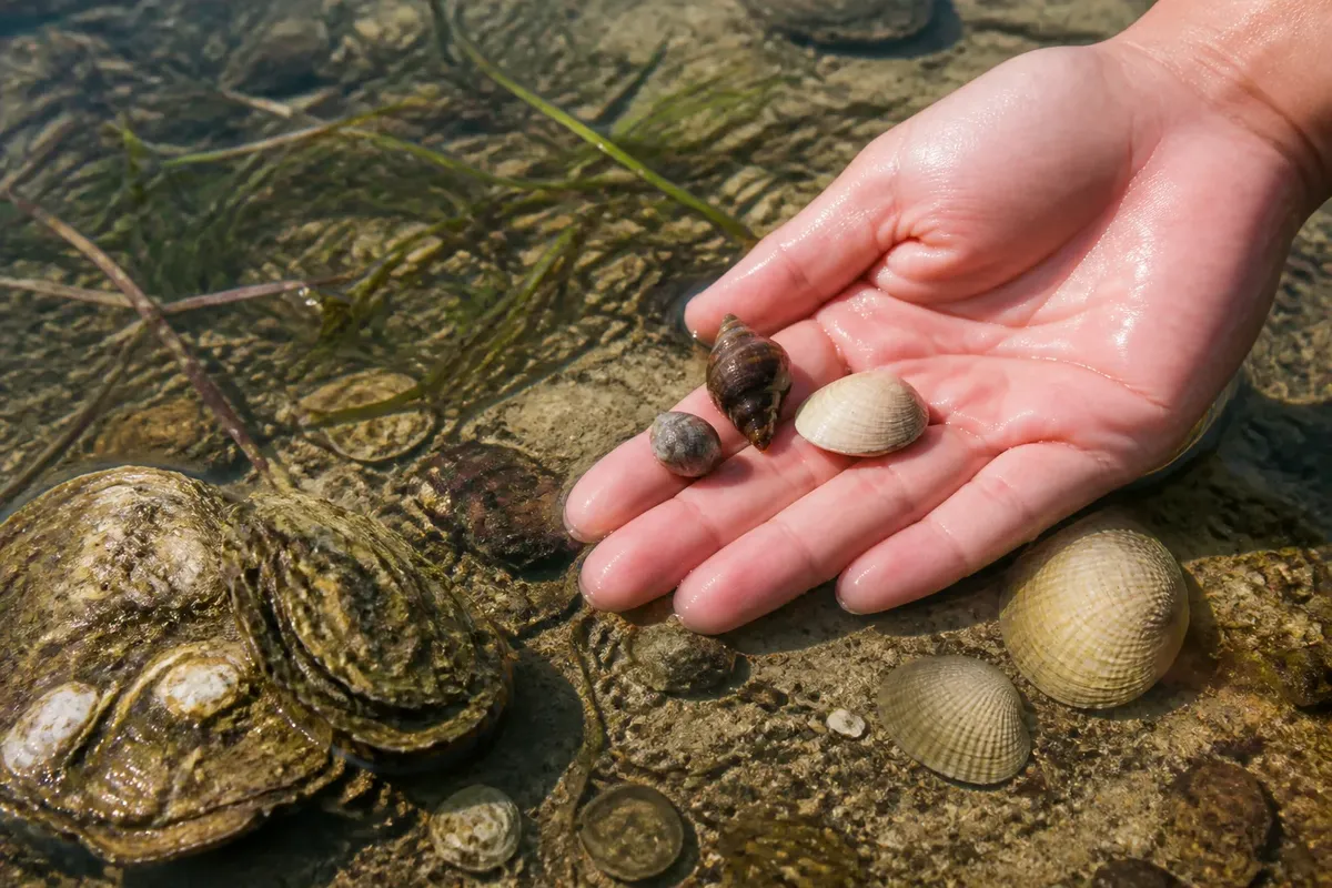 MOLLUSKS OF THE LAGOON (Seminole Rest District)