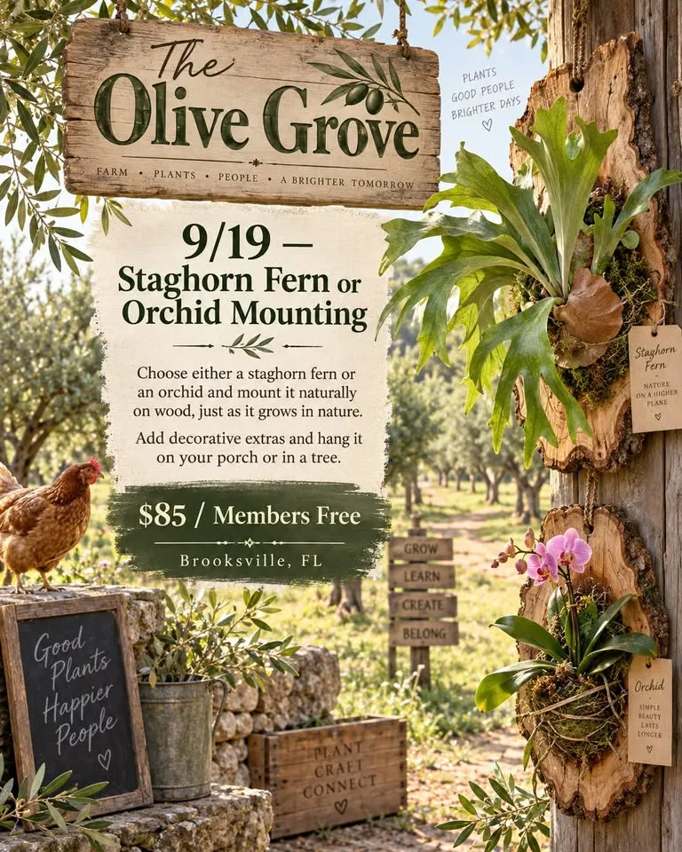 Learn to Mount a Stag Horn Fern or Orchis