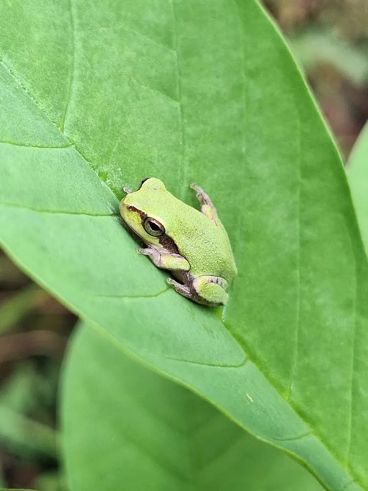 FrogWatch USA Training