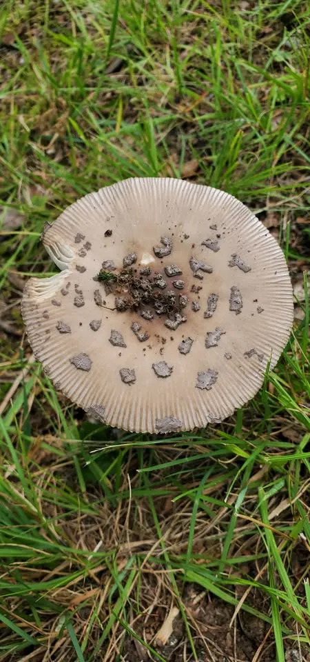 a Fungus Among Us