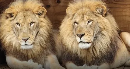 Big Cat Express Seasonal Tours