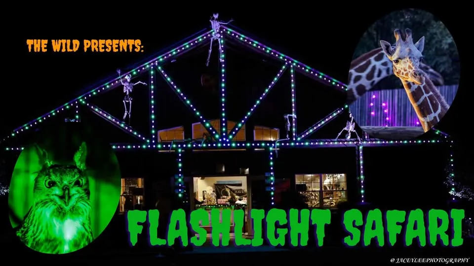 Flashlight Safari!
