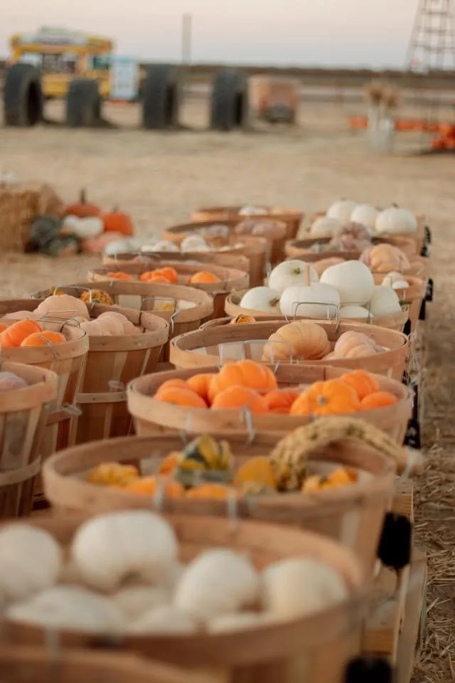 Cherry Acres Pumpkin Patch