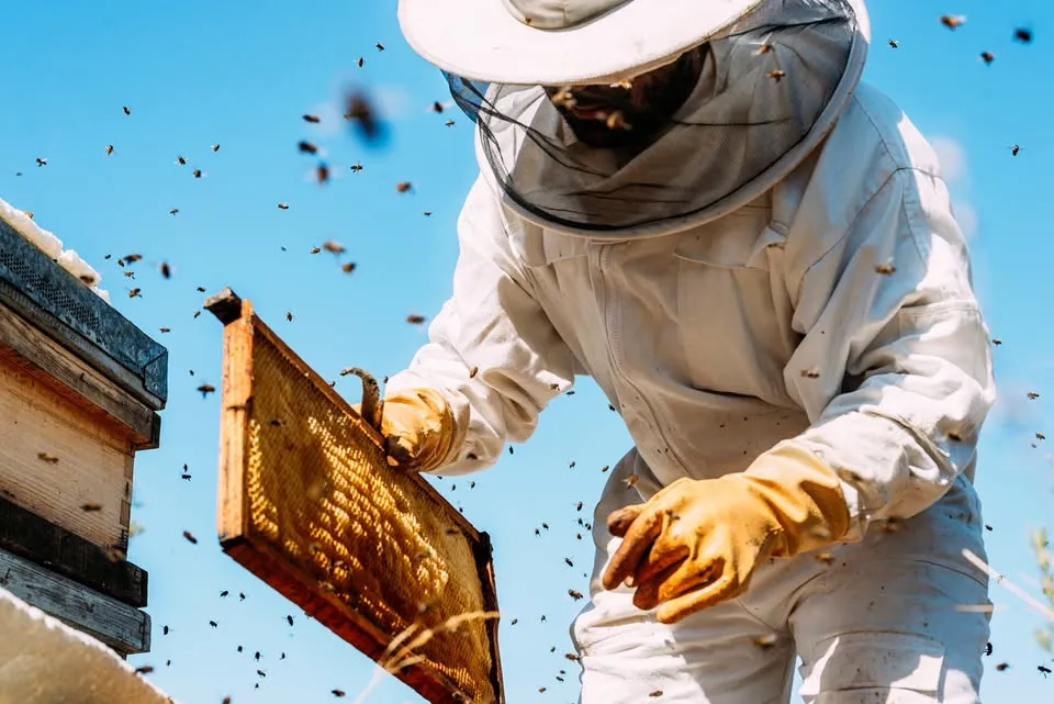 FREE Advanced Beekeeping Microcredential