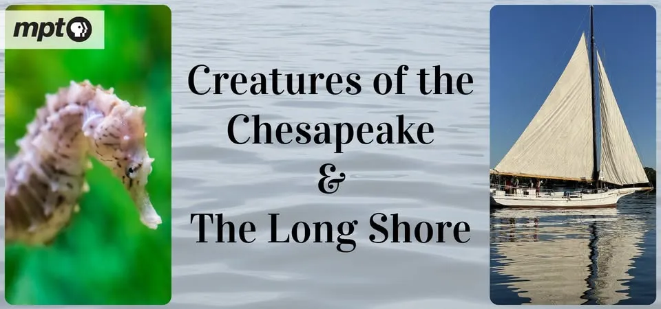 An MPT Films of the Chesapeake Series: Creatures of the Chesapeake / The Long Shore