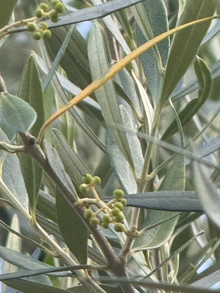 09/20 Junior Olive Growers