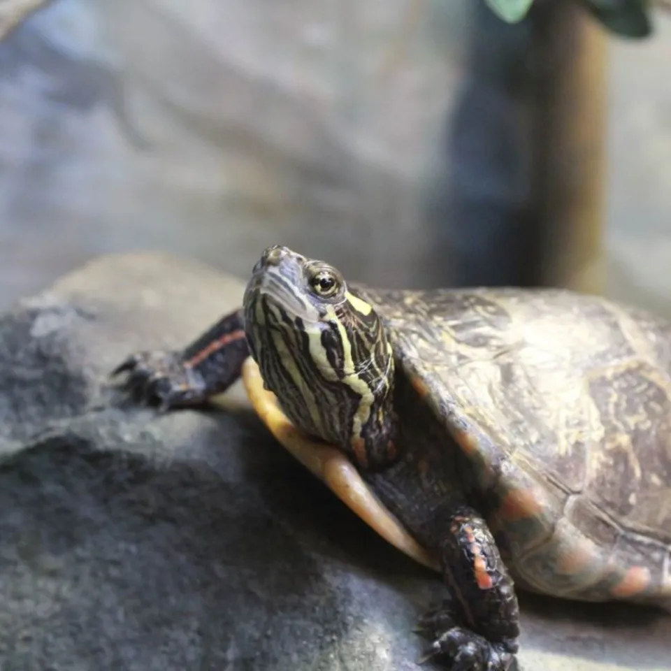 World Turtle Day