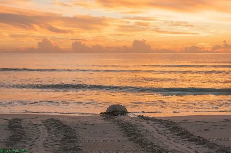 SEA TURTLES, SEASHELLS OH MY (Apollo District)