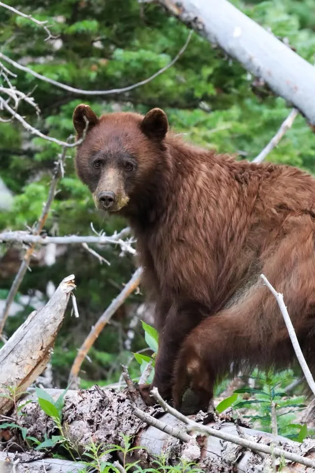 Black Bears 101