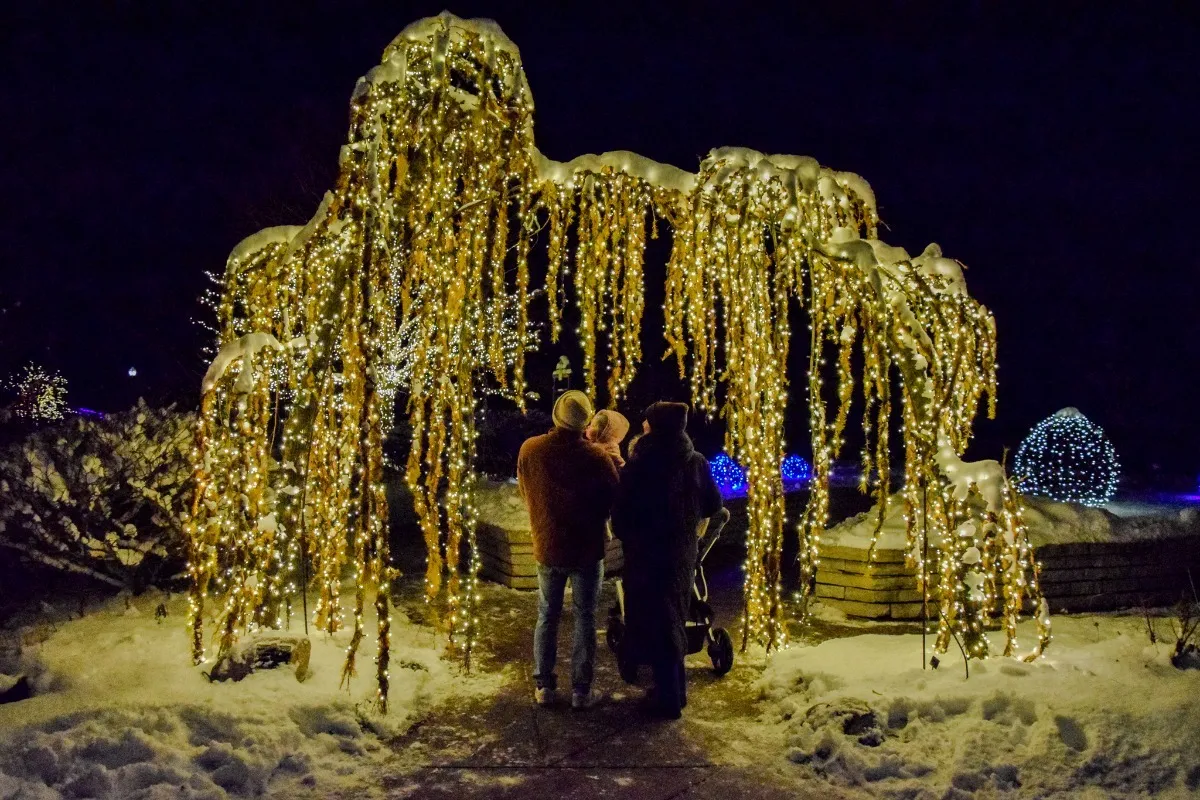Winter Wonderland Holiday Lights
