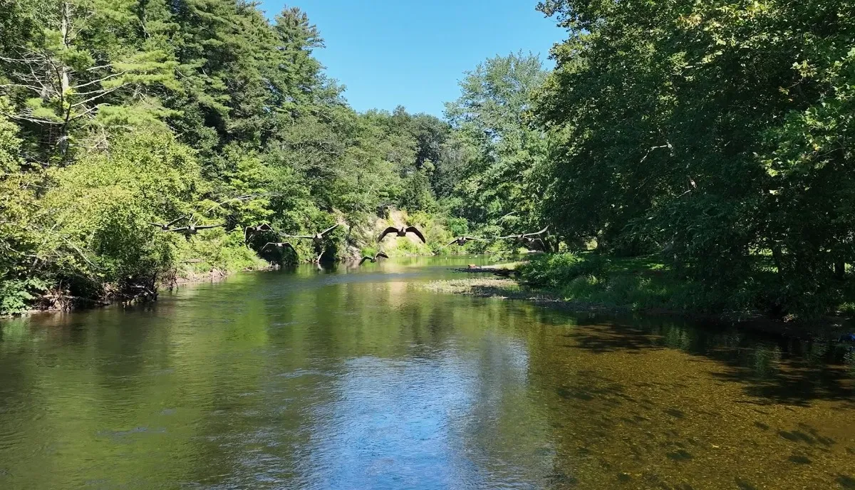 The Neversink River Festival 2026