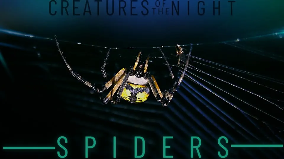 Creatures of the Night: Spiders