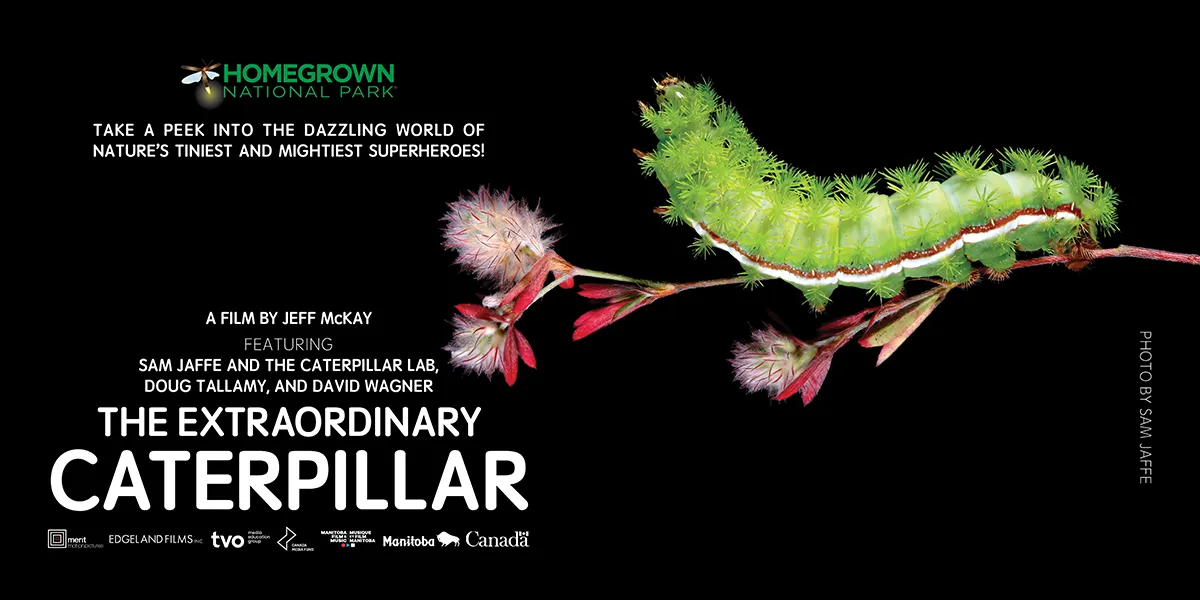 The Extraordinary Caterpillar: Film Screening