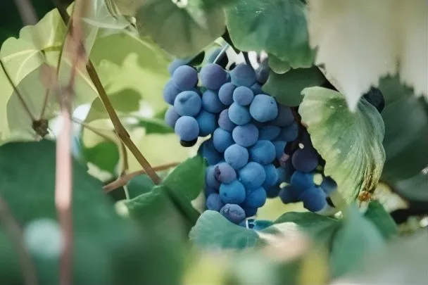Vine to Vessel- Join us and become a winemaker for a day.