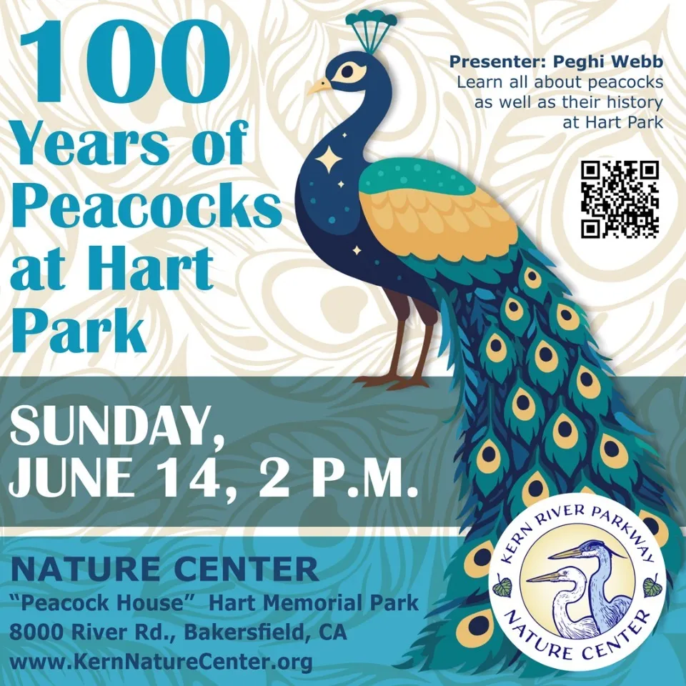 100 Years of Peacocks at Hart Park