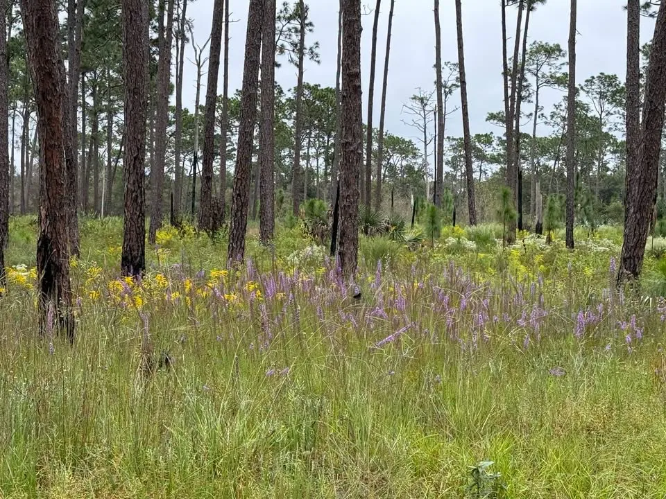 Wandering Wednesday: Big Pine Tract