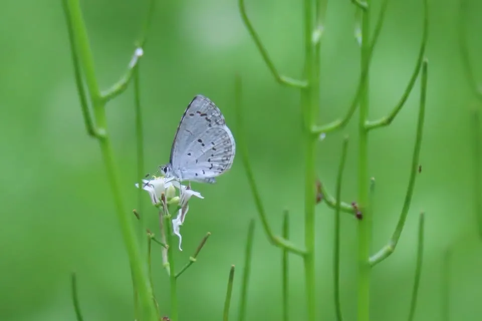 Single Event Butterfly Watching, identification and gardening; Friday, July 03, 11 AM Saturday, July 04, 1 PM