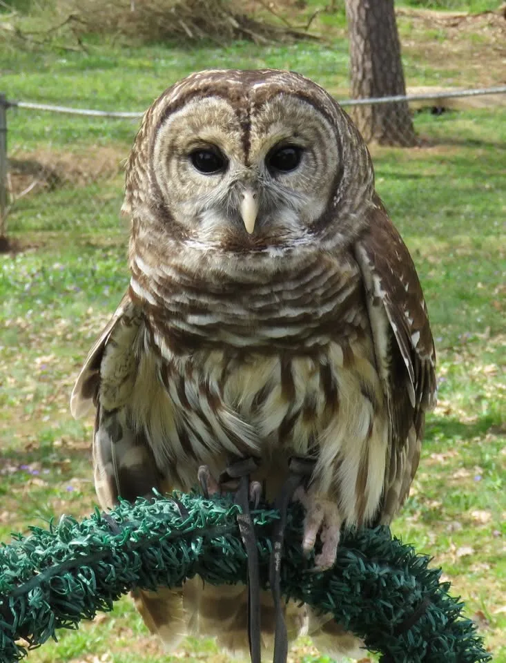 Owl's Roost Wildlife at the Corn Maze and Fall Festival