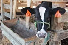 Macon County Fair