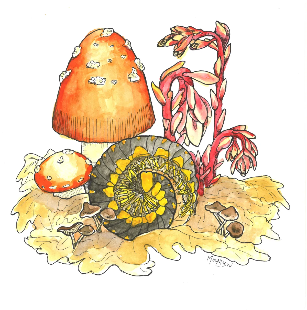Wildlife Illustration and Nature Journaling (Winter edition)