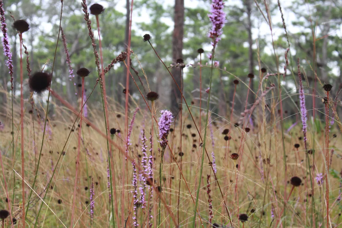 Guided Hike: Janet Butterfield Brooks WEA